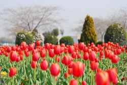 G�ztepe G�l Bah�esi